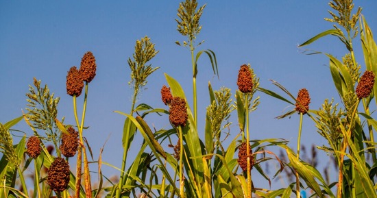 Husker research to focus on sorghum gene functions, regulation