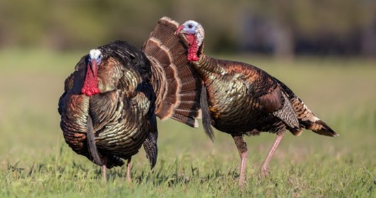 Photo Credit: Darcy Daniels