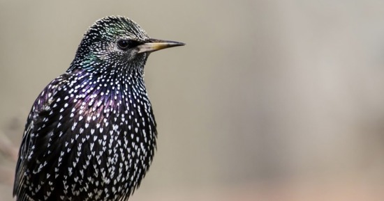 City of Grand Island to Treat Starling Population