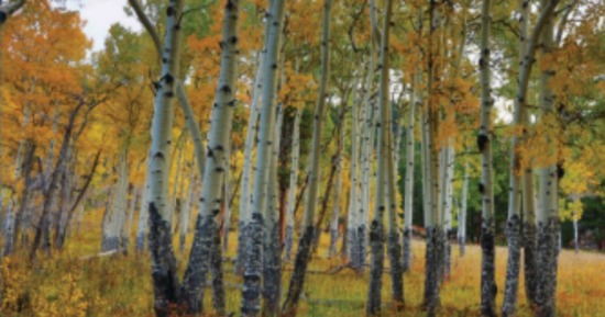 Starr’s art on display at Good Samaritan