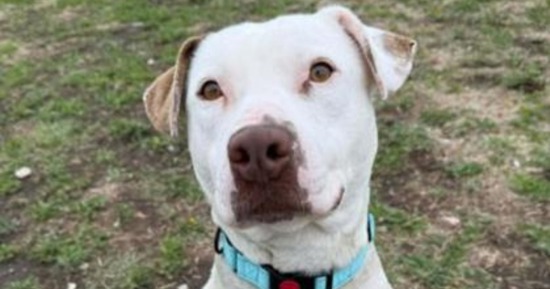 CNHS Features Buddy