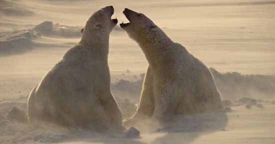 Thomas D. Mangelsen: A LIFE IN THE WILD Opens at Stuhr Museum June 20