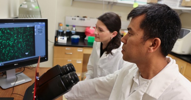  Hiep Vu and Sarah Sillman use a microscope to look at culture cells stained with green, fluorescent antibodies. (Russell Shaffer/IANR Communications)